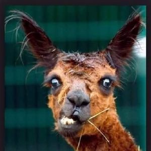 Meet your Posher, Gail