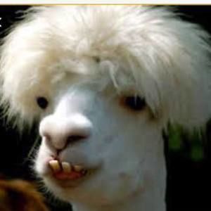 Meet your Posher, Penny