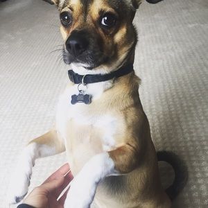 Meet your Posher, Alison