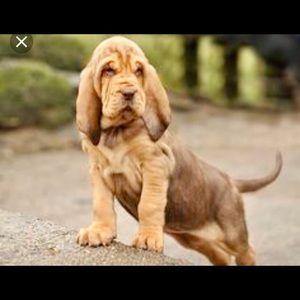 Meet your Posher, Marcia