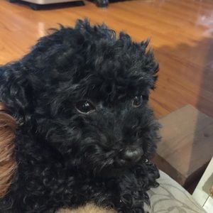 Meet your Posher, Mei