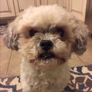 Meet your Posher, Rose