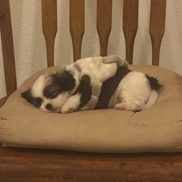 Meet your Posher, Silvia