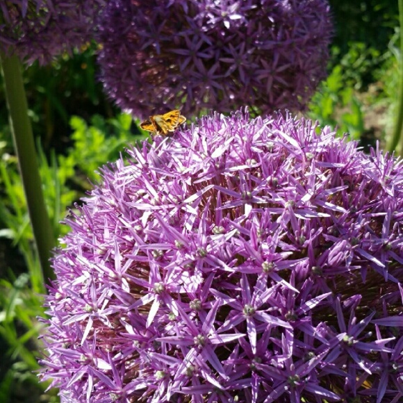 Meet your Posher, Denisse - Picture 1 of 1