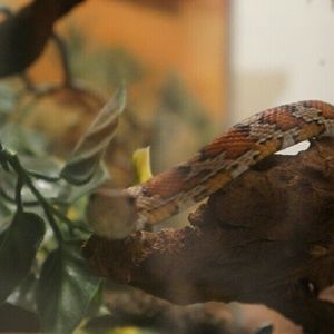 Meet your Posher, Kevin