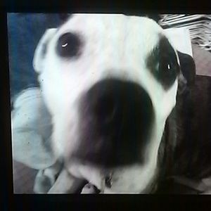 Meet your Posher, Abby