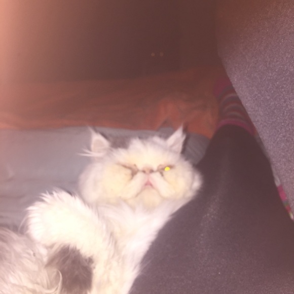 Meet your Posher, Tabatha - Picture 1 of 1