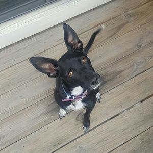 Meet your Posher, Jasmine