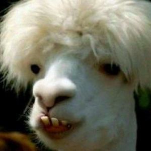 Meet your Posher, Penny