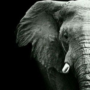 Meet your Posher, Kay