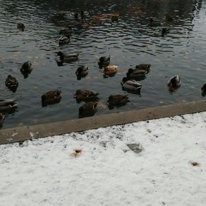 Meet your Posher, Britney