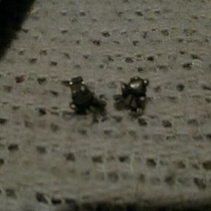 Frog earrings