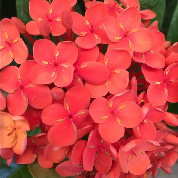 Meet your Posher, Makala - Picture 2 of 2