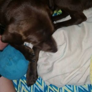 Meet your Posher, Taylyr