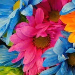 Meet your Posher, Stacy