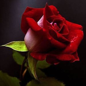 Meet your Posher, Ronny