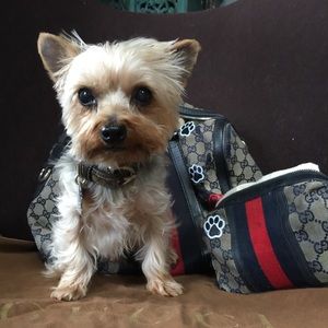 gucci dog carrier for sale