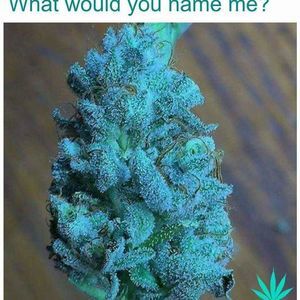 Meet your Posher, Deonta