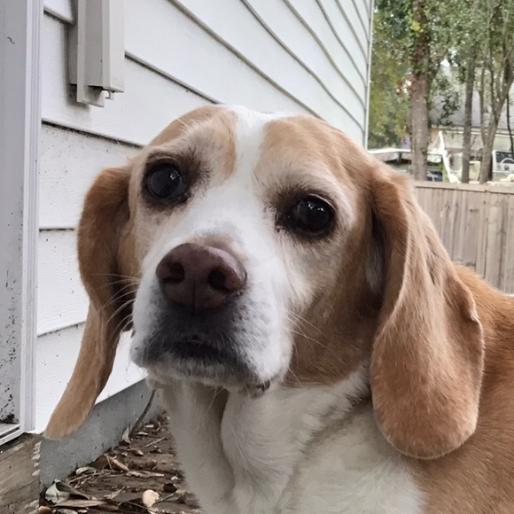 Meet your Posher, Morgan