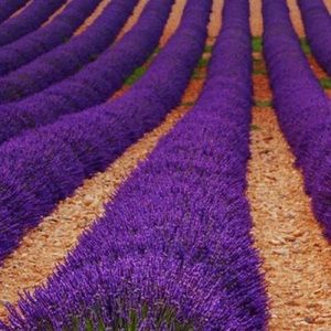 Meet your Posher, Gail