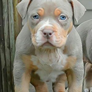 Meet your Posher, Greg