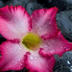 Meet your Posher, Denille