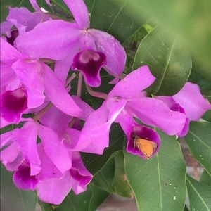 Meet your Posher, Jeannette