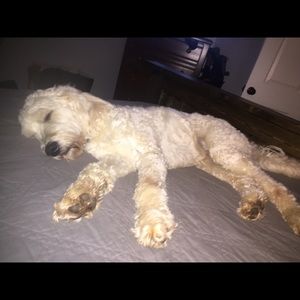 Meet your Posher, Adam