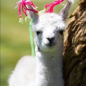 Meet your Posher, Leta