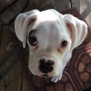 Meet your Posher, Amber