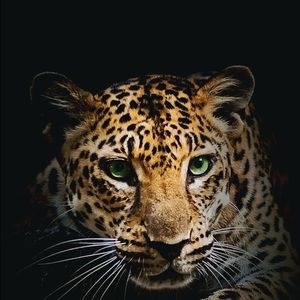 Meet your Posher, Lexy