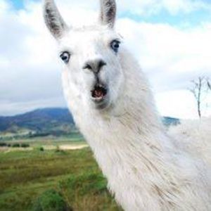 Meet your Posher, Robin