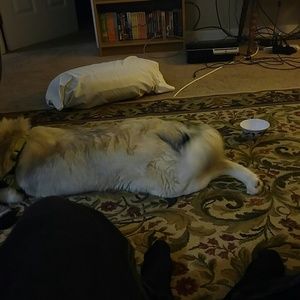 Meet your Posher, Kyle