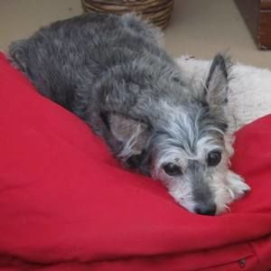 Meet your Posher, Lee anne