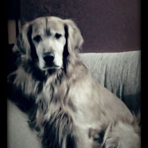 Meet your Posher, Heidi