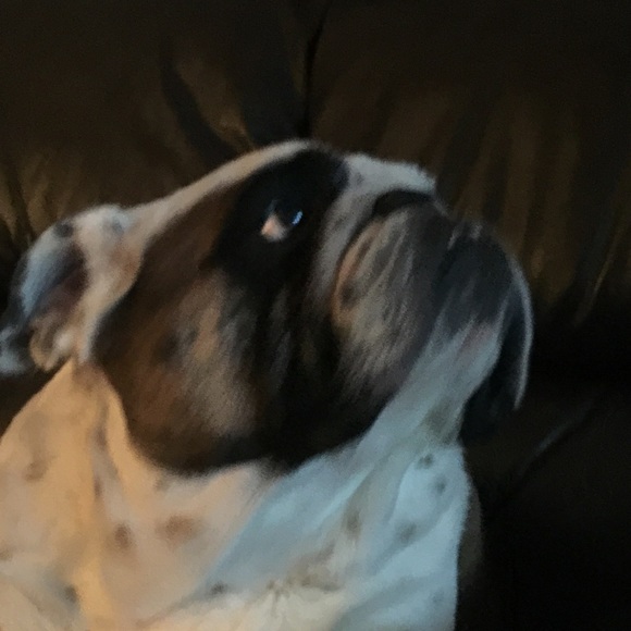 Meet your Posher, Josie - Picture 1 of 1