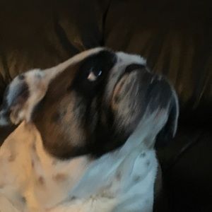 Meet your Posher, Josie