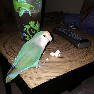 Meet your Posher, Elisa