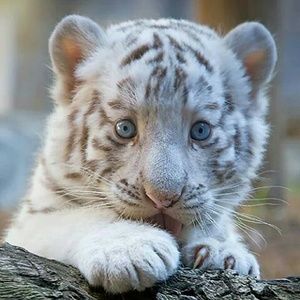 Meet your Posher, Eugenio