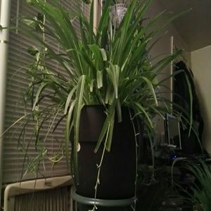 Meet your Posher, Omar