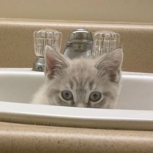 Meet your Posher, Sally