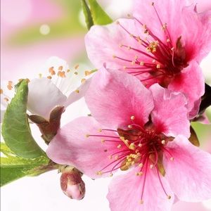 Meet your Posher, Alina