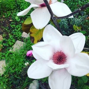 Meet your Posher, Elsa