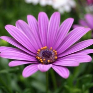 Meet your Posher, Kinberly