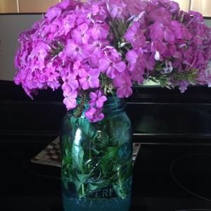 Meet your Posher, Jill