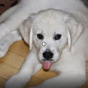 Meet your Posher, Paula