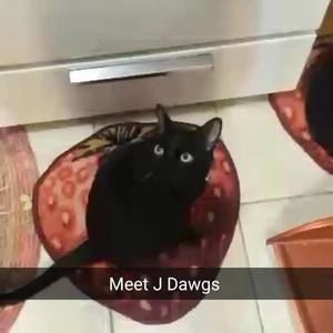 Meet your Posher, Damion