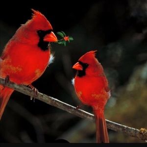 Meet your Posher, Judy