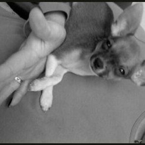 Meet your Posher, Pamela