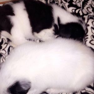 Meet your Posher, Alexis